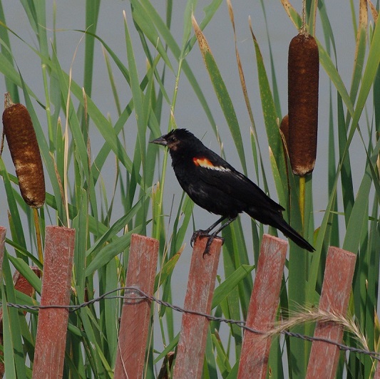 red winged blackbird