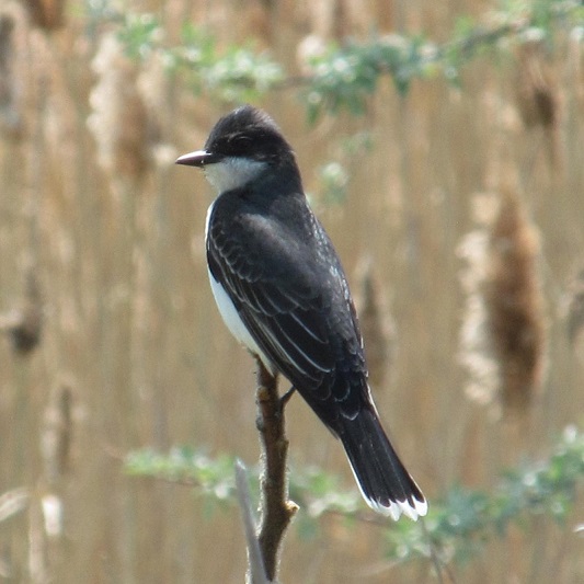 eastern kingbird