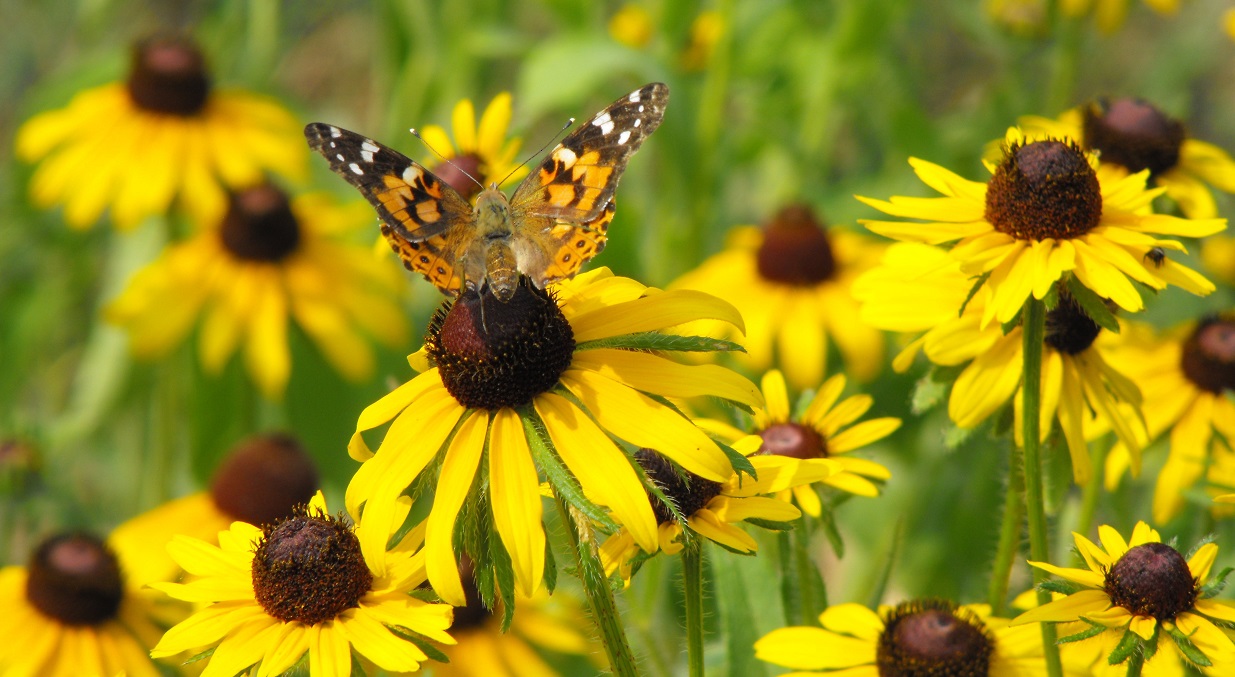 Gardening for Birds, Butterflies and Beyond Toronto and Region