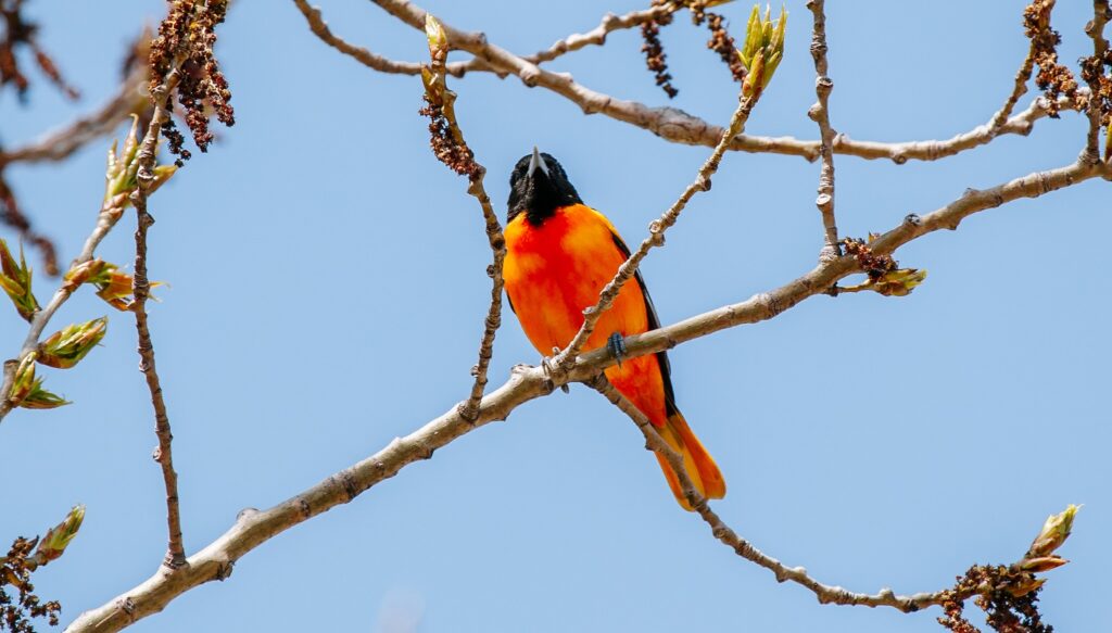 a Baltimore Oriole perches in a tree branch at Tommy Thompson Park