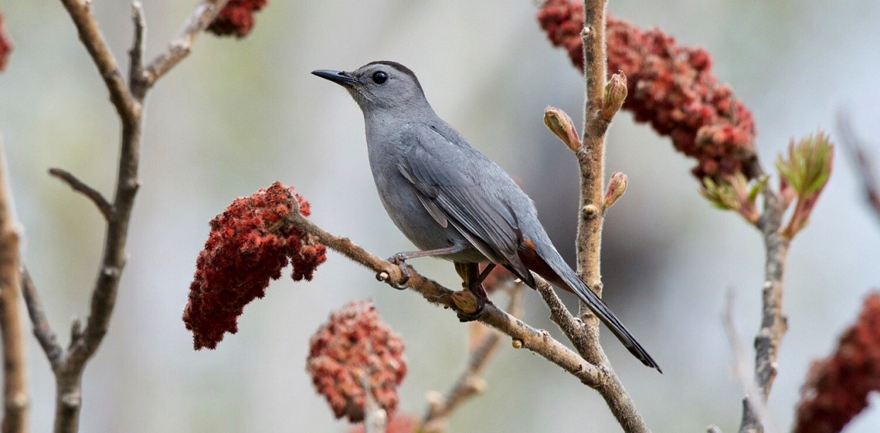 Birds are often most active in the morning because they are out trying to find food