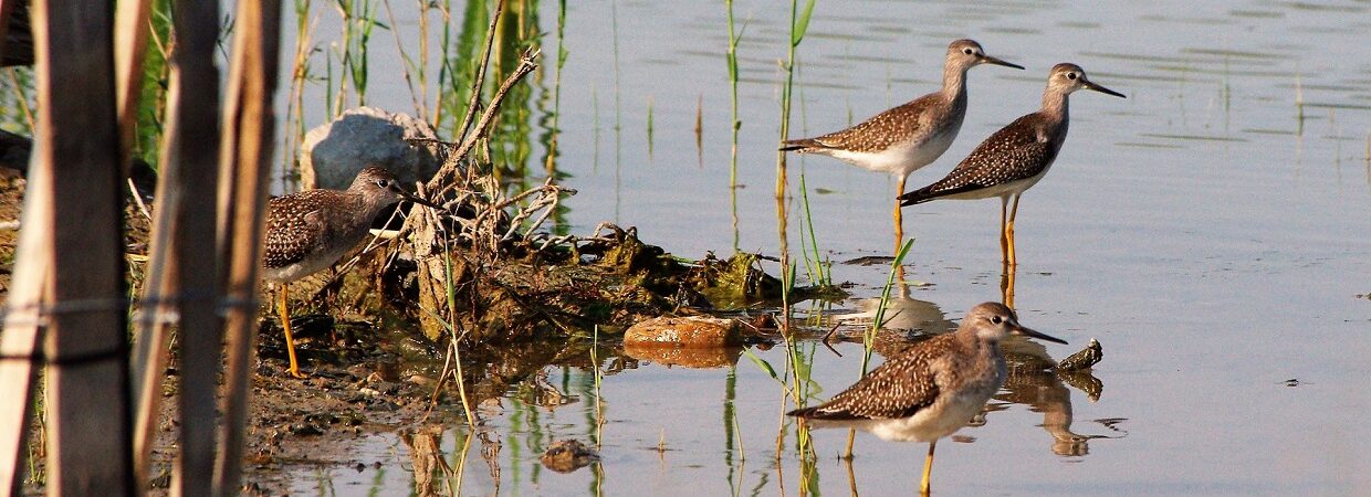 shore birds at Tommy Thompson Park