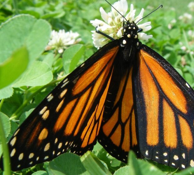 TRCA Butterfly Festival at Tommy Thompson Park