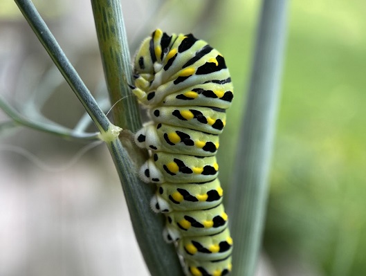 Black Swallowtail caterpillar