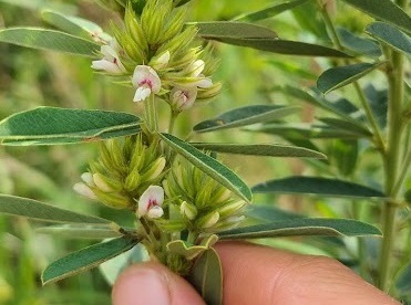 stem and flowers of the Round Headed Bush Clover