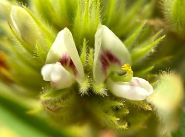 close-up image of the flowers of the Round Headed Bush Clover