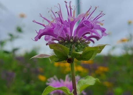 Wild Bergamot blooms in The Meadoway