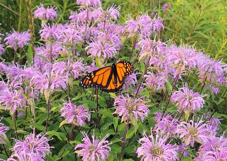 Monarch butterfly lights upon a field of Wild Bergamot in The Meadoway