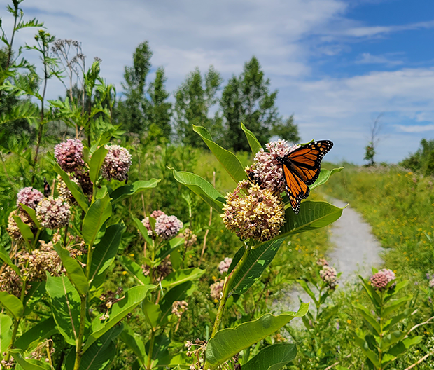 How to protect Butterflies and other Pollinators!
