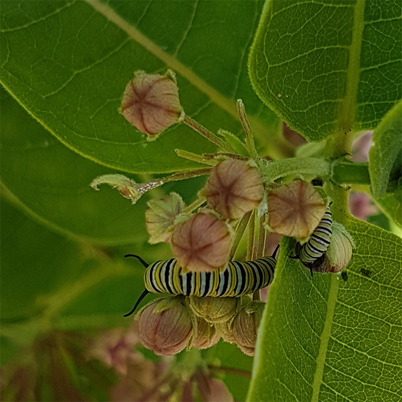 Monarch caterpillar