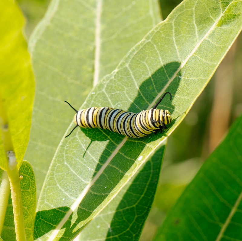 Monarch butterfly caterpillar on milkweed leaf