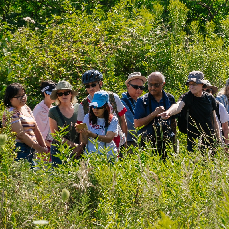 visitors to TRCA Butterfly Festival take part in guided pollinator walk at Tommy Thompson Park