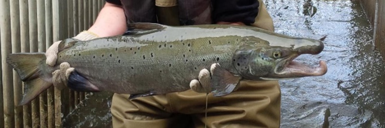 Atlantic Salmon