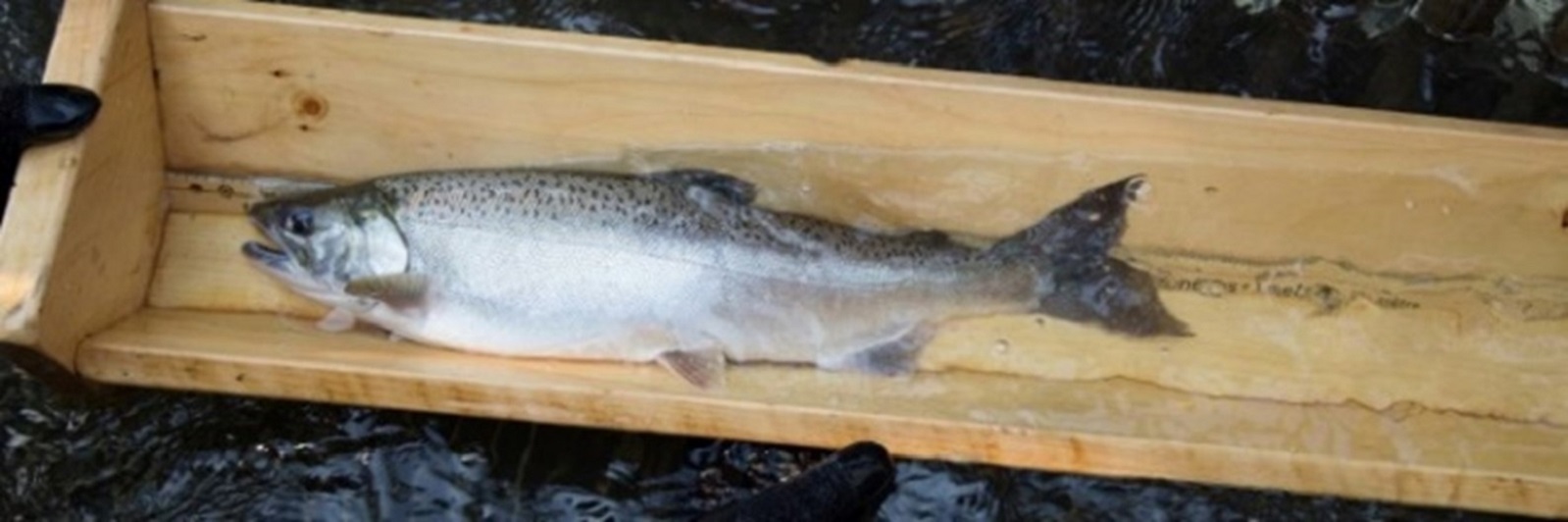 Coho Salmon 