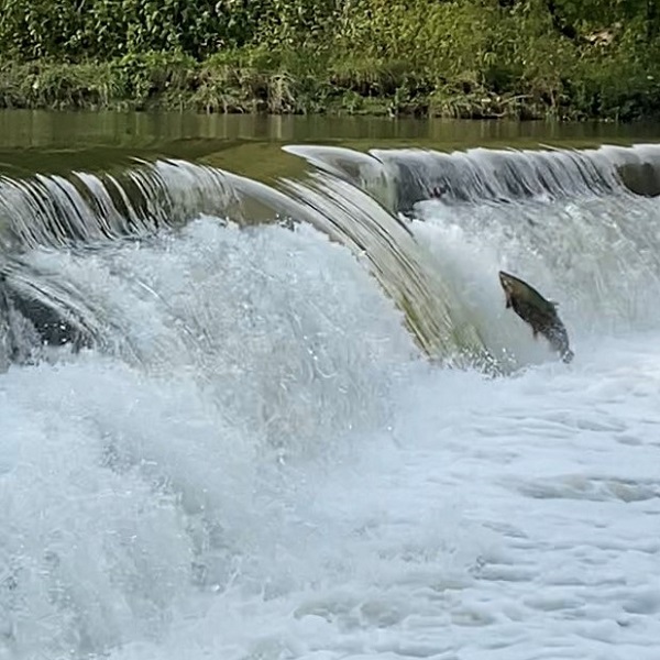 salmon attempts to leap over a dam as it migrates upstream to its spawning grounds