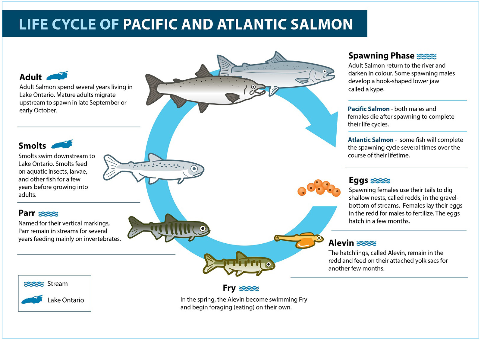 Adventures of Salmon: Explore Their Incredible Journey through Toronto  Region - Toronto and Region Conservation Authority (TRCA)