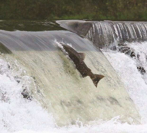 Adventures of Salmon: Explore Their Incredible Journey through Toronto Region