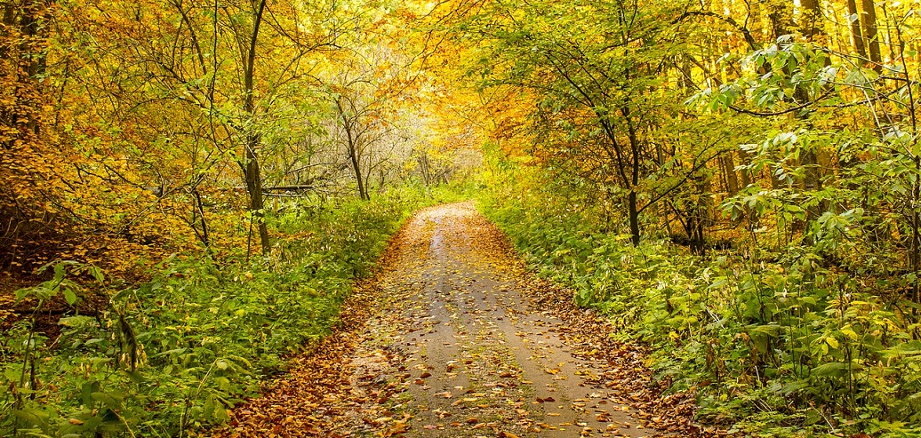 Welcoming Autumn - A Fall Colours Nature Walk - Toronto and Region ...