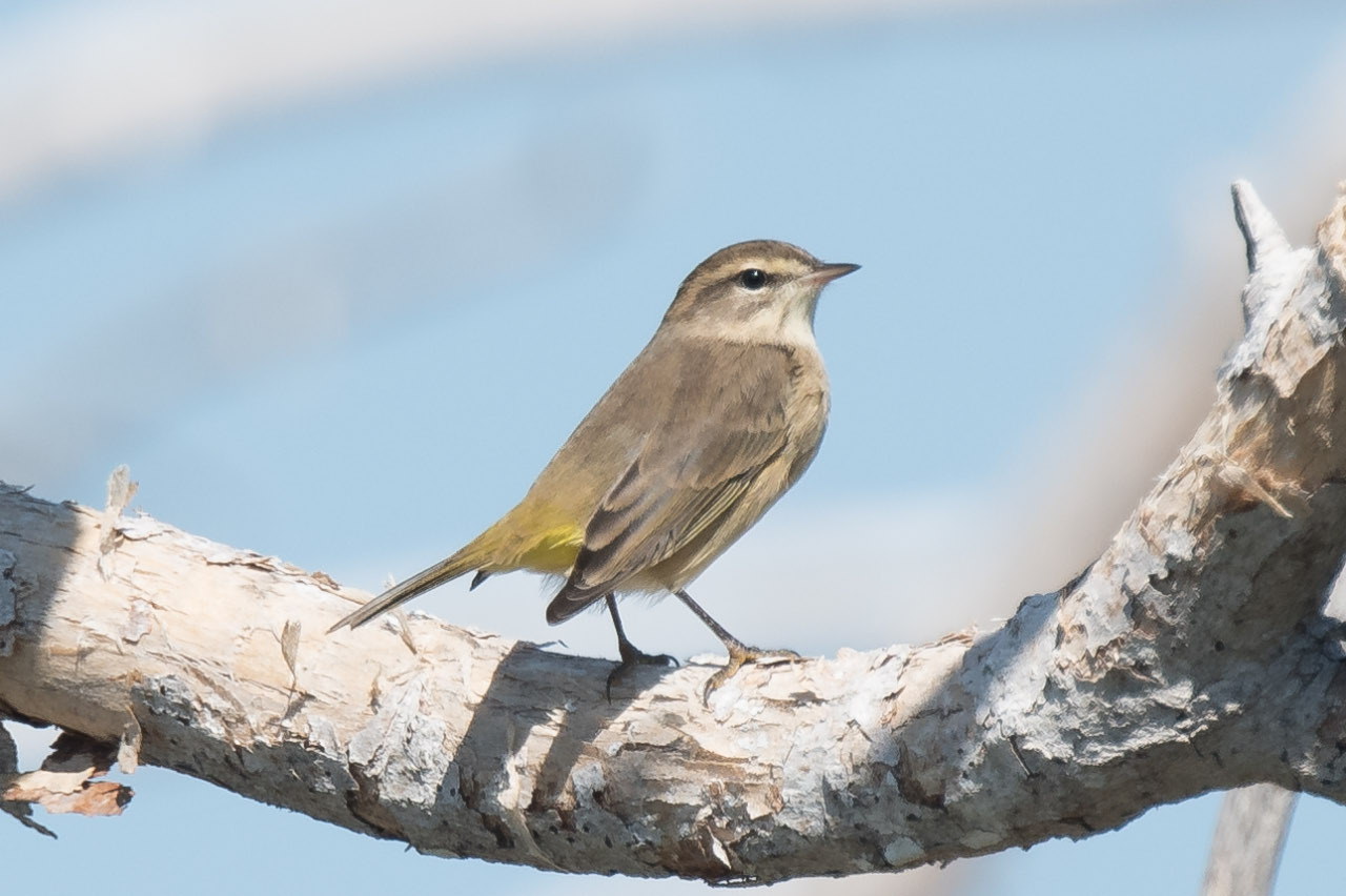 palm warbler