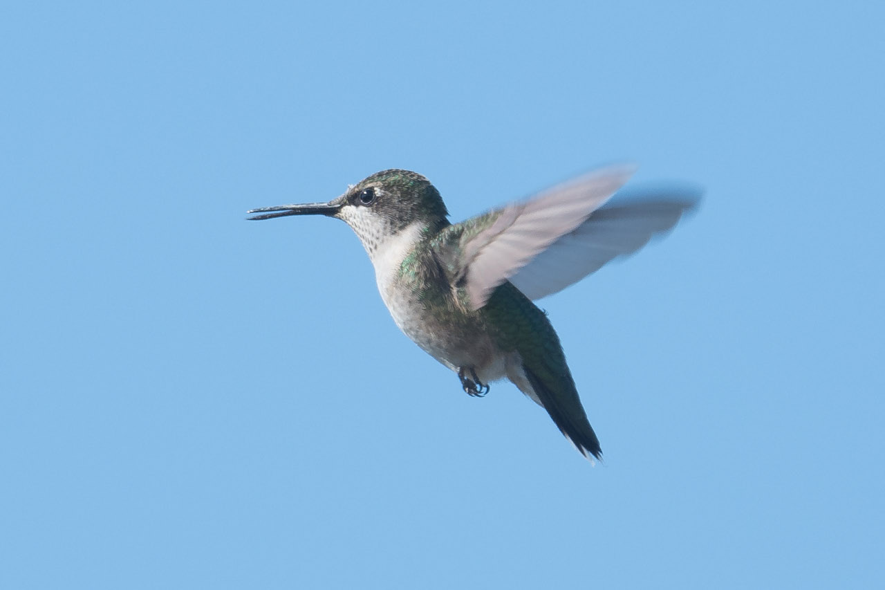 ruby throated hummingbird