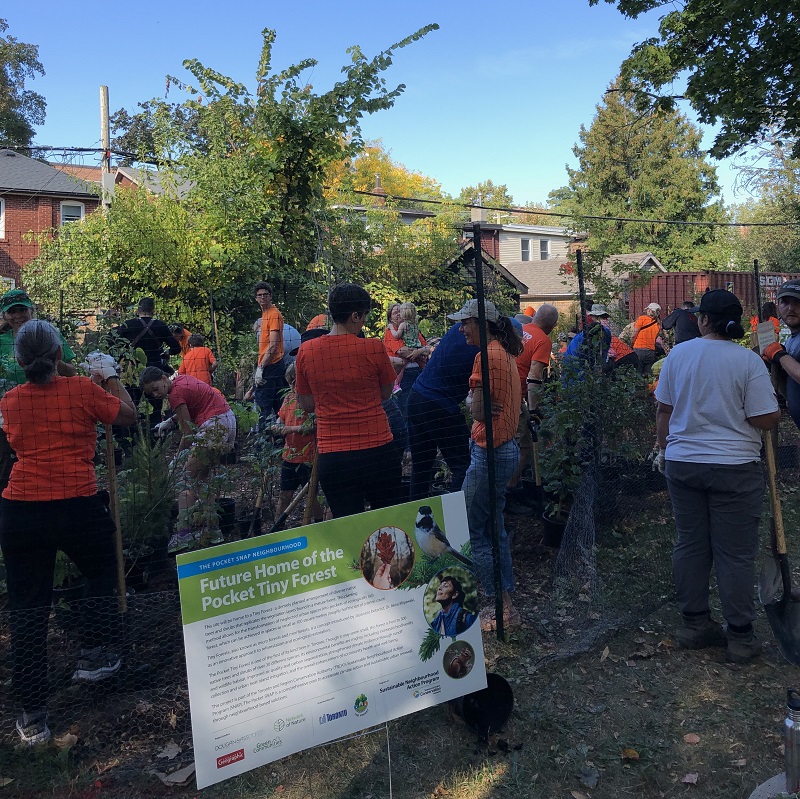 the Pocket tiny forest community planting event