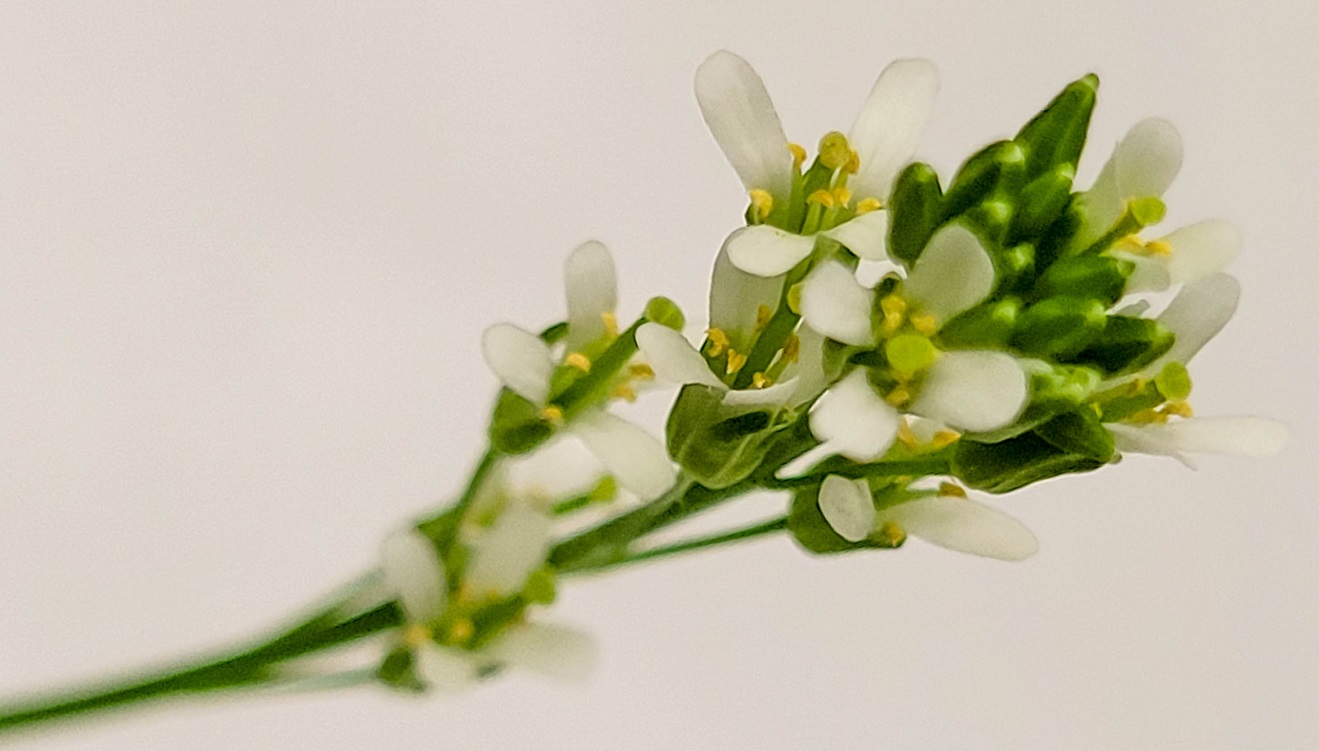 hairy rock-cress mustard