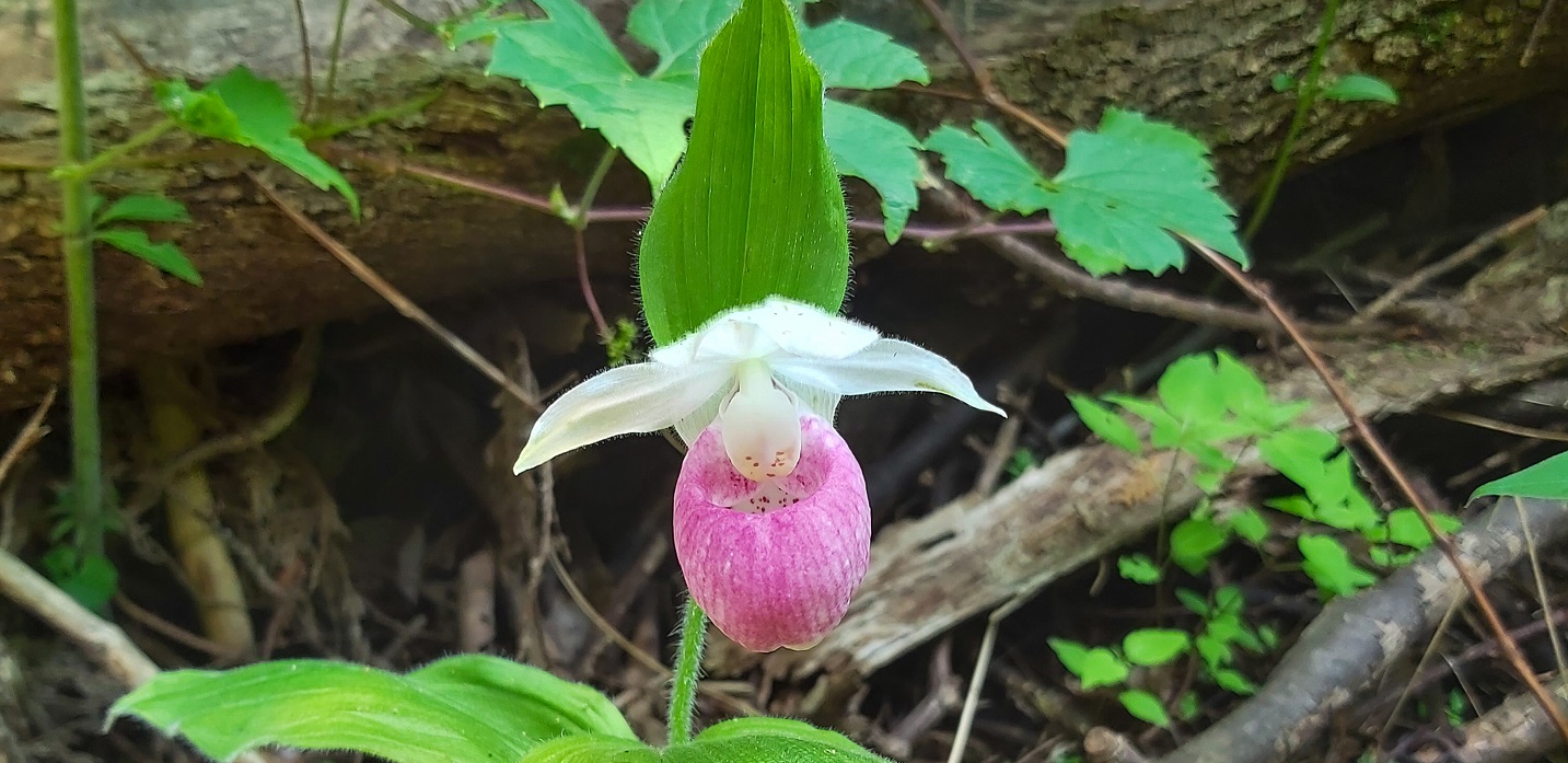 showy ladys slipper