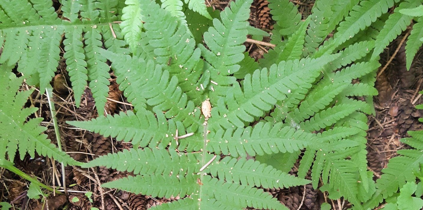 northern beech fern