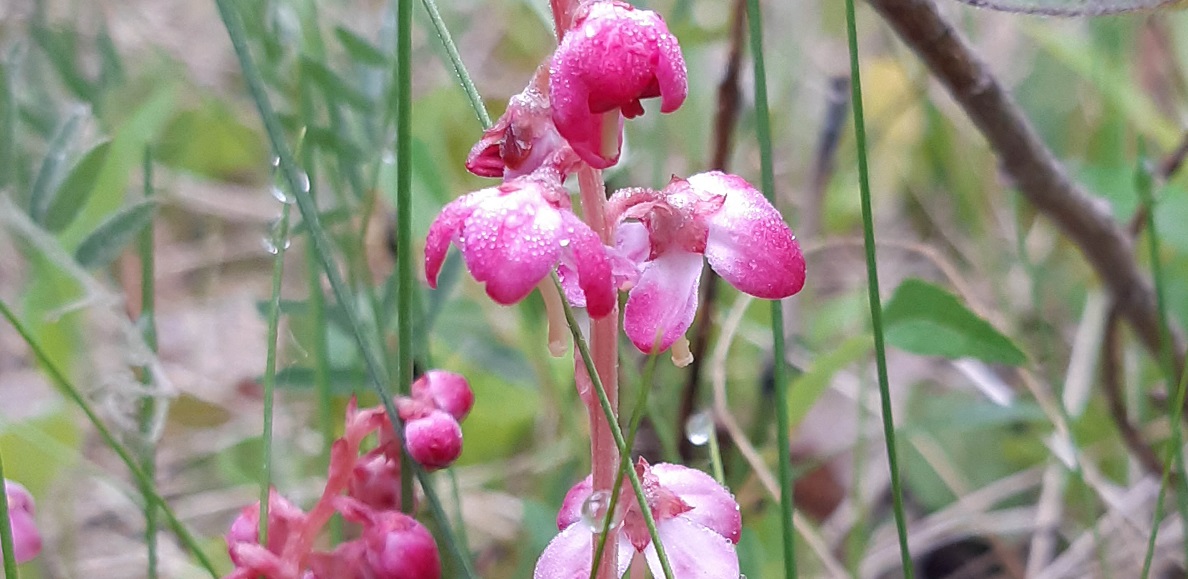 pink pyrola