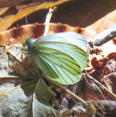 mustard white butterfly