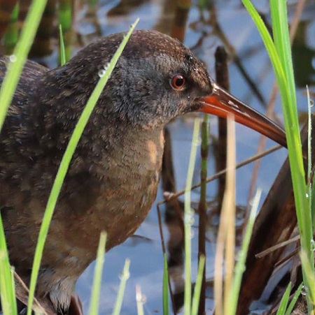 Virginia rail