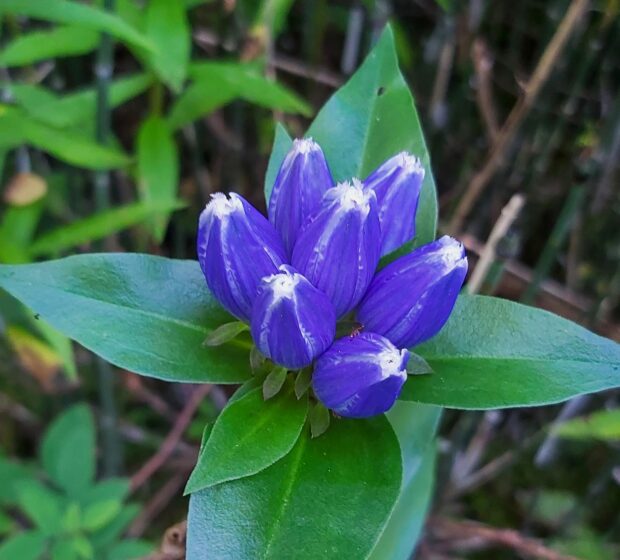 Fantastic Field Finds of 2023 – Flora