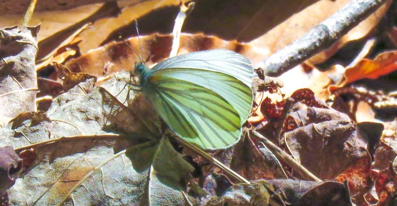 mustard white butterfly