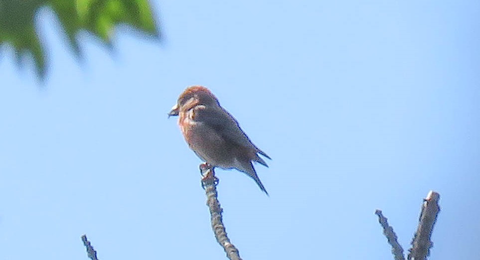 red crossbill spotted at Glen Haffy Trout Ponds