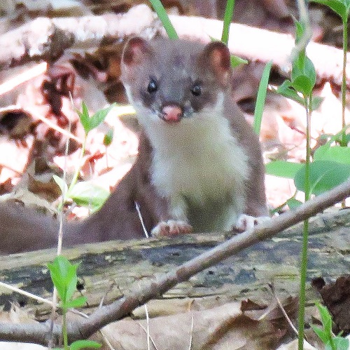 American stoat