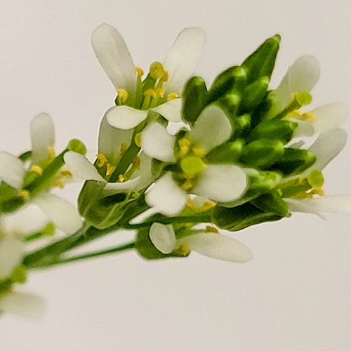 hairy rock-cress mustard