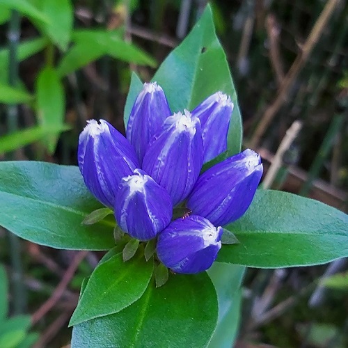 bottle gentian