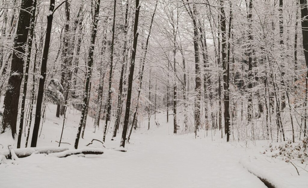 snow covered trees line a trail at Kortright Centre for Conservation on a peaceful winter morning