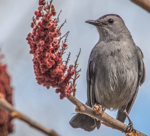 TRCA Spring Bird Festival and Events