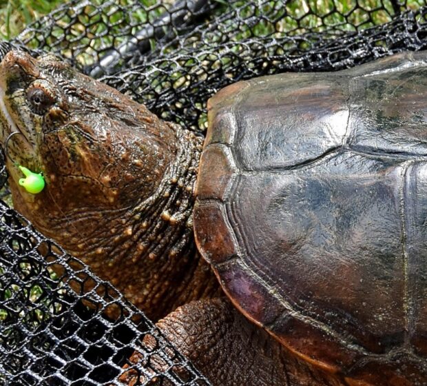 Hooked a Turtle While Fishing?