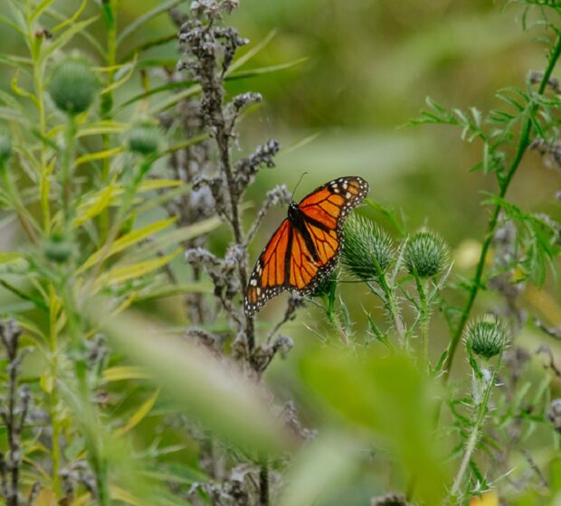 A Day for Monarch Magic: Highlights from the 2024 Butterfly Festival
