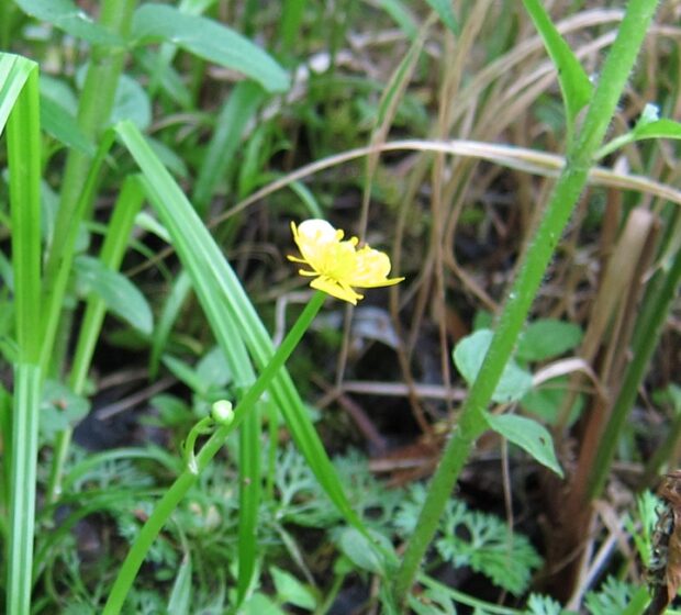 Fantastic Field Finds of 2024 – Flora
