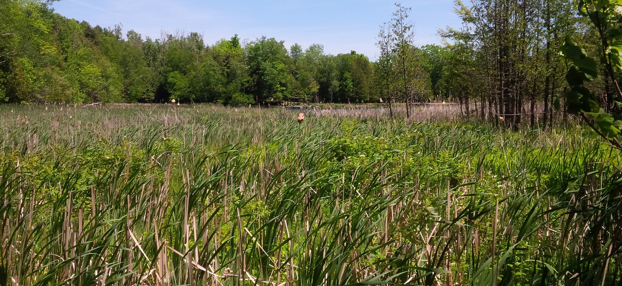 a wetland area