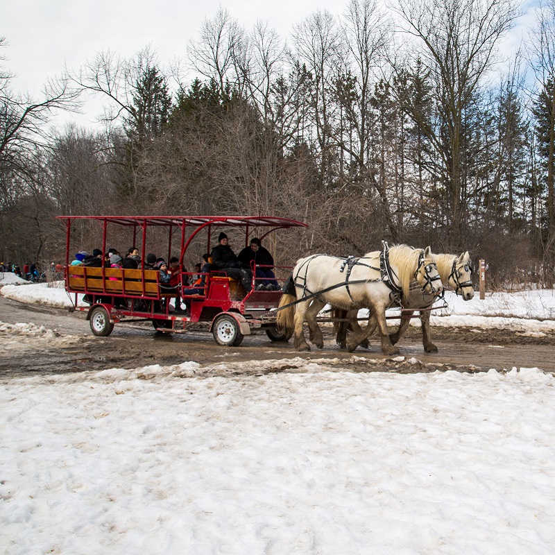 visitor to the Maple Syrup Festival at Kortright Centre for Conservation enjoy a horse-drawn wagon ride