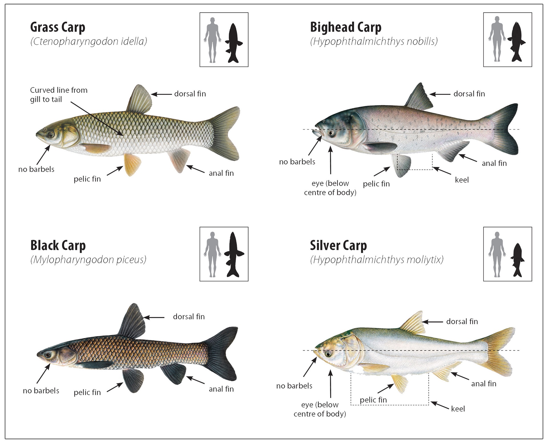 a visual guide to identifying invasive carp species