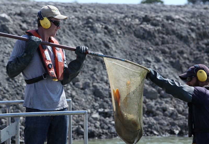 TRCA aquatic monitoring staff discover an invasive grass carp in Toronto harbour
