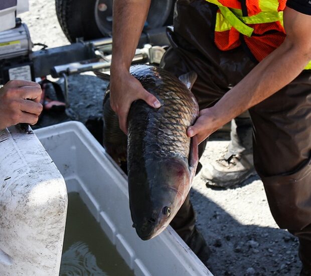 Invasive Carp