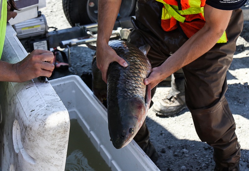 TRCA aquatic monitoring staff discover an invasive grass carp in Toronto harbour