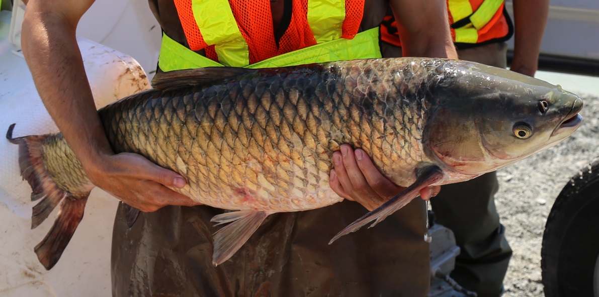 TRCA aquatic monitoring staff discover an invasive grass carp in Toronto harbour