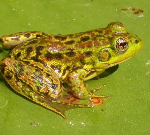 Frog Watch